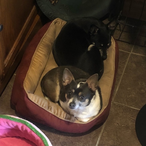 This is mine and Rachelโs fur babies. So much love - Picture 3 of 6